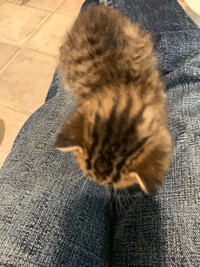 子猫時代から添い寝にやってきたのだそう（画像提供：宗方脩さん）