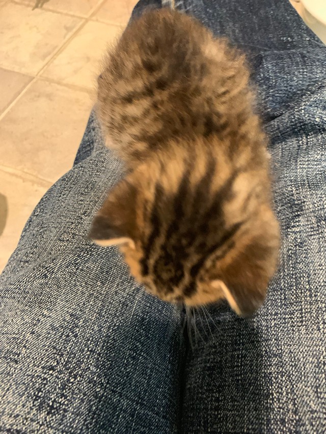 子猫時代から添い寝にやってきたのだそう（画像提供：宗方脩さん）