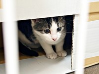 お迎え初日、不安げな表情を浮かべるしおちゃん（画像提供：猫のしお むすび 飼い主はろでさん）