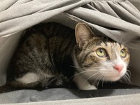 保健所でひとりぼっちでいたところを保護されたというぎんちゃん。今はぎんのねこさん甘えているという（提供写真）