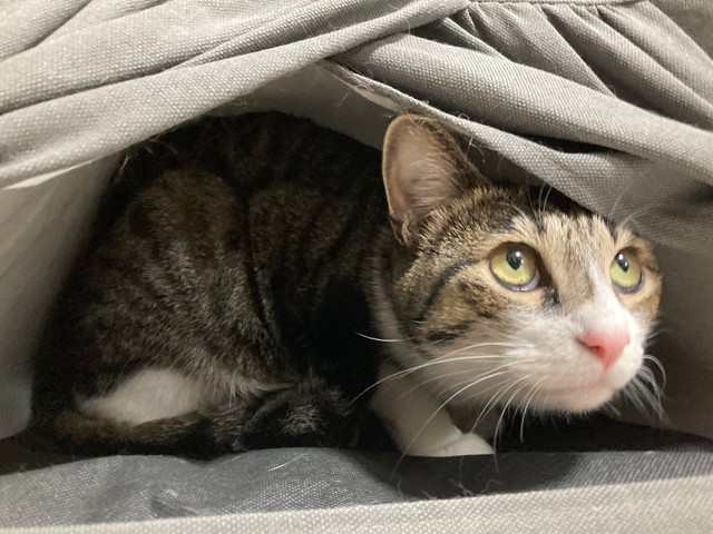 保健所でひとりぼっちでいたところを保護されたというぎんちゃん。今はぎんのねこさん甘えているという（提供写真）