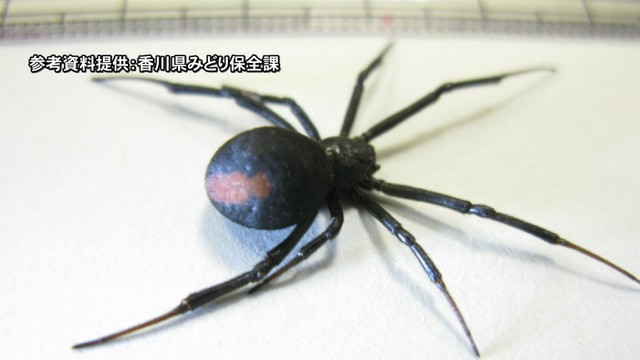 セアカゴケグモが2匹見つかる　香川・坂出市