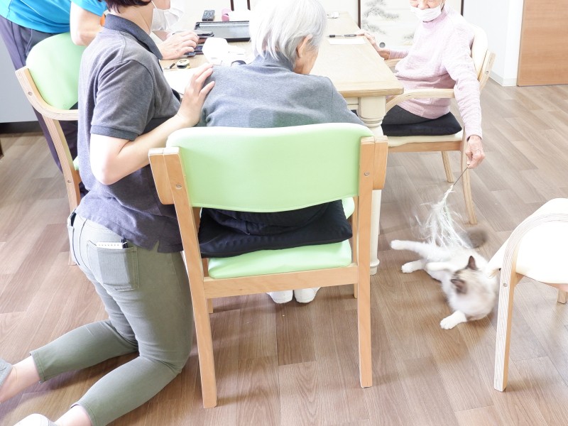 猫と遊ぶ、ちょっとした動作もいいリハビリに
