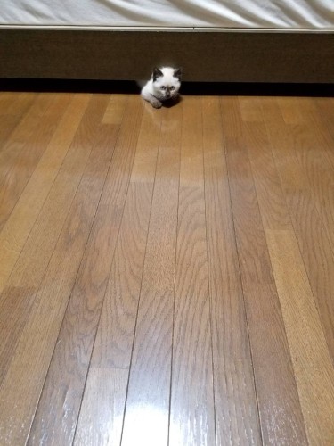 小さな、小さな昏男くん