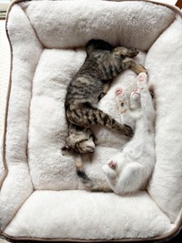 お迎え当時、ベッドですやすや眠る（左から）ビビちゃん、チャチャちゃん（画像提供：KANAKO OGATAさん）