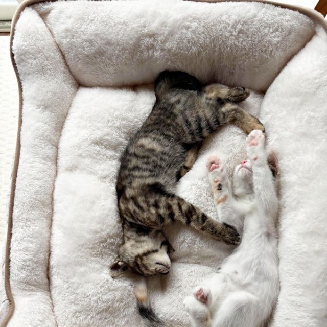 お迎え当時、ベッドですやすや眠る（左から）ビビちゃん、チャチャちゃん（画像提供：KANAKO OGATAさん）
