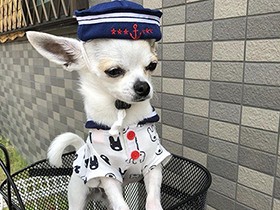 今日はサロンで爪切りの日　スムースコートチワワの「マシュー」