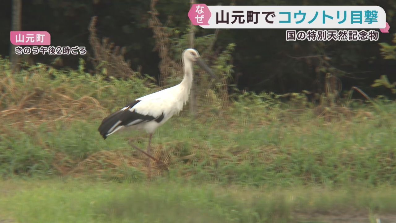 特別天然記念物コウノトリが宮城・山元町に　餌を求めて飛来か