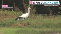 特別天然記念物コウノトリが宮城・山元町に　餌を求めて飛来か