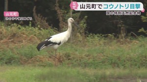 特別天然記念物コウノトリが宮城・山元町に　餌を求めて飛来か