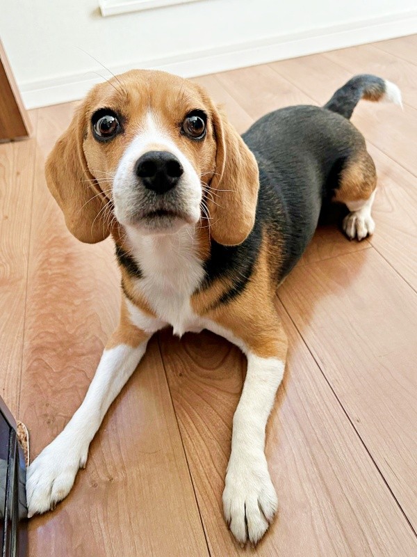 人懐こいこうめちゃん。なでなでしてもらうのが大好きです（画像提供：koumeさん）