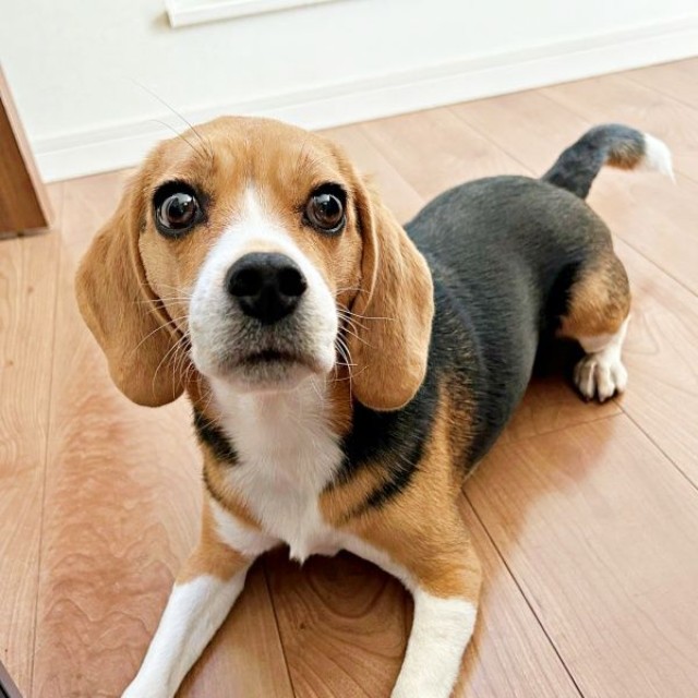 人懐こいこうめちゃん。なでなでしてもらうのが大好きです（画像提供：koumeさん）