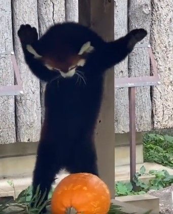 チョエ～ッッ！！容赦ない連続パンチを繰り出すレッサーパンダの野花。ちょうど自分の似顔絵部分を睨みつけてる、かも？（かぴよんさん動画からキャプチャ）