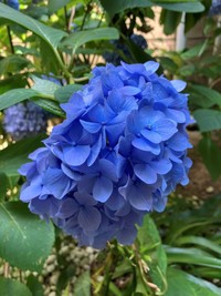 鮮やかなブルーのアジサイ