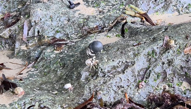 同じ海岸には、普通の貝殻を背負ったヤドカリも／okinawanlifeさん（@akemi74rocks）提供