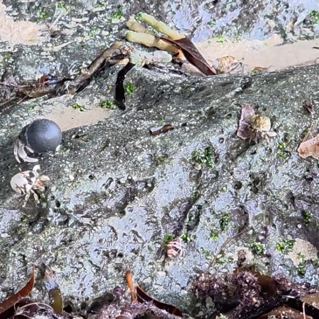 同じ海岸には、普通の貝殻を背負ったヤドカリも／okinawanlifeさん（@akemi74rocks）提供