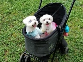 お父さん犬を探して迎えた家族　ボロボロだった老犬が知った幸せ