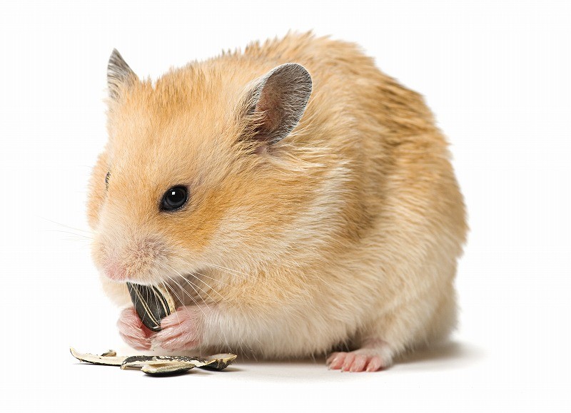 ヒマワリの種大好き♡ハムスター Amazon | ミニマルランド 新鮮大粒ひまわりの種 リス・ハムスター用