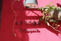 イタリア食堂イル セルペンテ