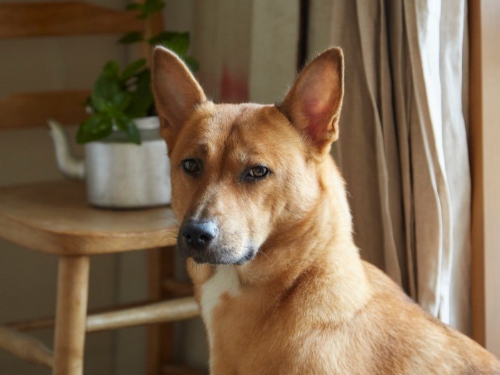 「距離をつめてこないで！」と目で制するかのような表情でカメラを凝視