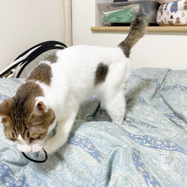 飼い主さんと楽しく遊ぶナナちゃん。優しい家族に見守られて穏やかな日々を過ごしています（画像提供：@Mke_nekodakuさん）