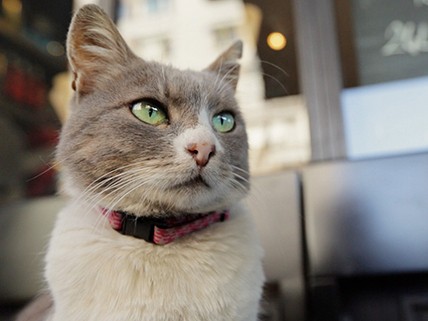 猫は僕らを映し出す鏡　「猫が教えてくれたこと」の魅力