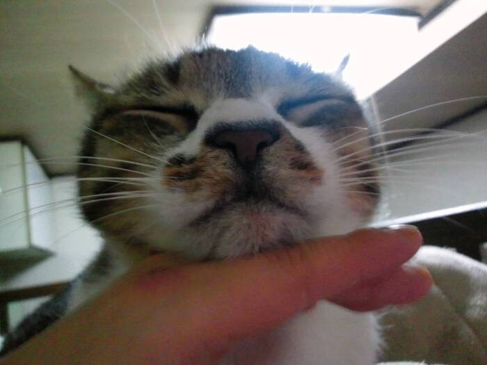 和香子さんの母はゴンを愛し「ゴンのためにも長生きしないと」と口にしていたという（和香子さん提供）