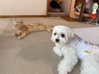 仲良く寝そべる（奥）きーすけくん、（手前）ポッケちゃん（画像提供：ポッケちゃん）