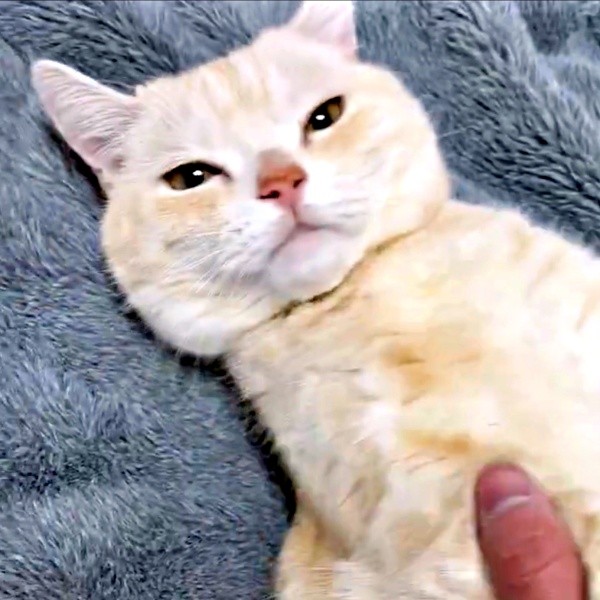 へそ天でゴロン！ このあとお顔を撫でようとすると…！？さくらちゃん（画像提供：さくらとかえでさん）