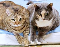 ベッドの使い方が話題に！天ちゃん（奥）と、がじゅまるちゃん（手前）（画像提供：もんさん）
