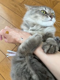 飼い主さんの手を蹴りぐるみと間違えている？＝週休8日の猫吸いさん（@8VA64ArRkX7nOHE）提供