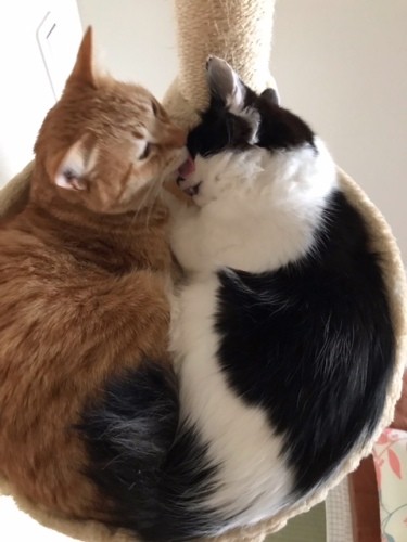 「よく来たわね、なめてあげる」（まりさん提供）