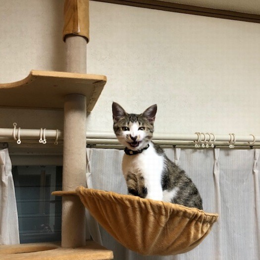 高いところ大好き