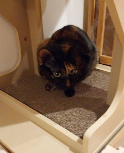 クリスマスに爪とぎを新調しました