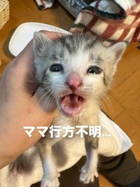 母猫が行方不明に（「さくらねこDays」さん提供、Instagramよりキャプチャ撮影）