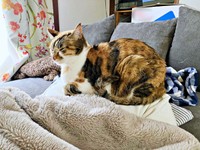 のんびりくつろぐひなちゃん。実はこの下にパパが！（画像提供：ひなてまリンさん）