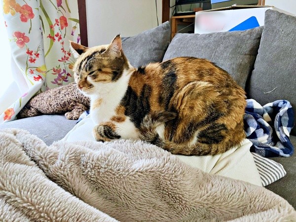 のんびりくつろぐひなちゃん。実はこの下にパパが！（画像提供：ひなてまリンさん）