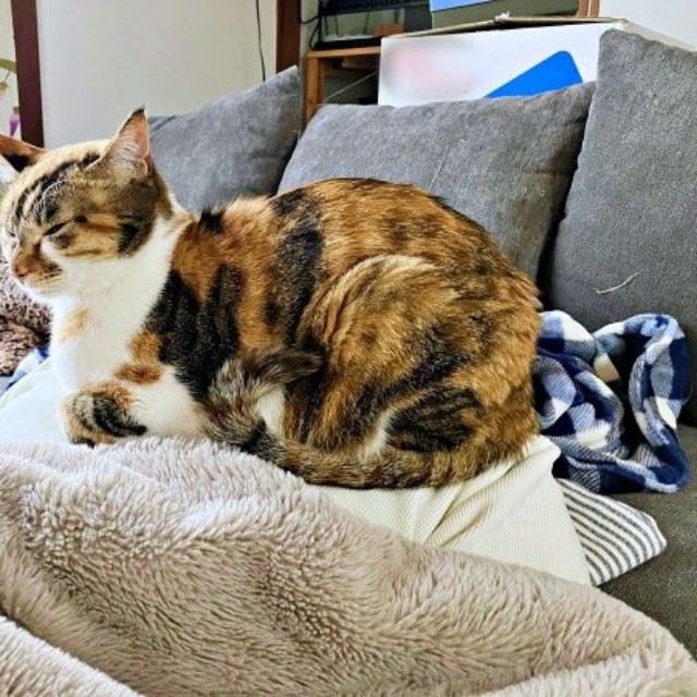 のんびりくつろぐひなちゃん。実はこの下にパパが！（画像提供：ひなてまリンさん）