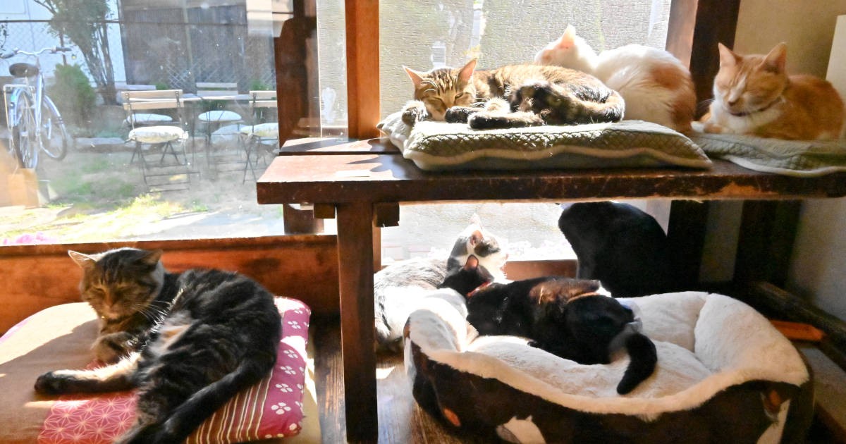 受け入れた猫は4年間で631匹 築90年の古民家保護猫カフェで 猫も人もゆったり 犬 猫との幸せな暮らしのためのペット情報サイト Sippo 受け入れた猫は4年間で631匹 築90年の古民家保護猫カフェで 猫も人もゆったり 犬 猫との幸せな暮らしのためのペット情報サイト Sippo