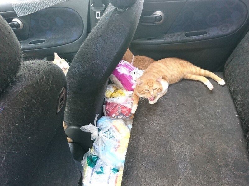 車内で閉じ込め飼育されていた猫。この後、警察、保健所の介入により保護できた（河野さん提供）