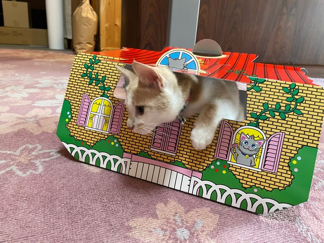 ねこホイホイにまんまとひっかかるも、「これもお仕事です！」（提供：桐屋旅館 aka.ねこ宿 @kiriya_ryokan）