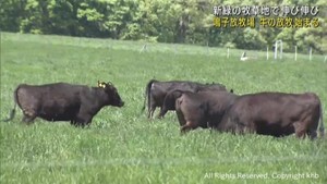 宮城・大崎市の牧場で牛の放牧が始まる
