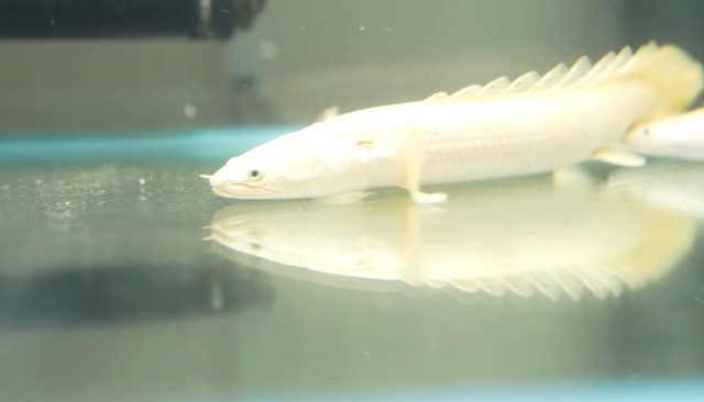 妻に内緒で25万円の魚を購入／リックさん（@aquarium_rick_agguy）提供