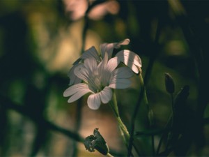 みんなの普通は私にとっての普通じゃない。逃げてよかった修学旅行