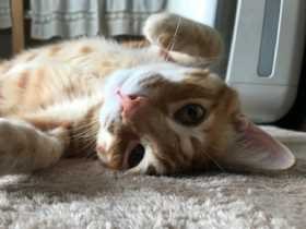 ごろりんしてご挨拶　草むらで保護された茶トラ猫の「ルル」