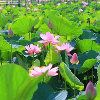 蓮の花　※画像はイメージです（takadahirohito/stock.adobe.com）