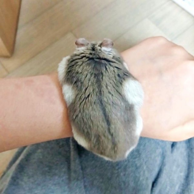 まるで腕時計！？ 飼い主さんの手首でくつろぐエレン・イェーガーくん（画像提供：예거왕さん）