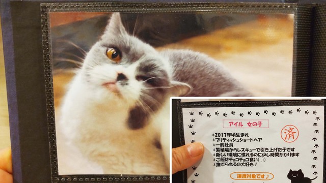 ねこの木のアルバムに残るアイルちゃん。今より少し痩せています