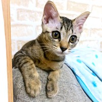 猫風邪から回復したテンちゃん。やんちゃでパワフルなのはこの頃から変わりません（画像提供：安田武史さん）