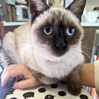 「どこにも行かせないよ」アピールするおこげちゃん（画像提供：コハちゃん）